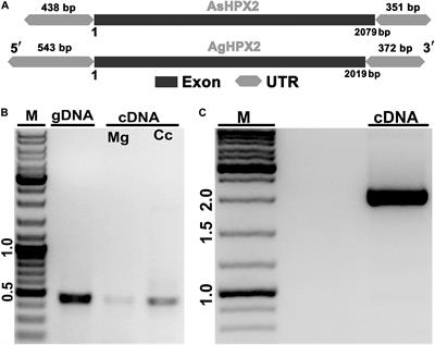 Heme-Peroxidase 2, a Peroxinectin-Like Gene, Regulates Bacterial Homeostasis in Anopheles stephensi Midgut